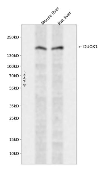 DUOX1 Rabbit pAb