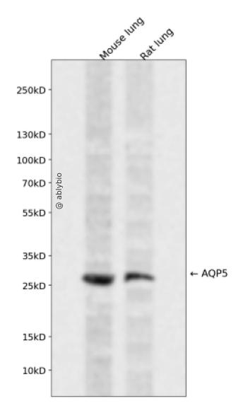 AQP5 Rabbit pAb