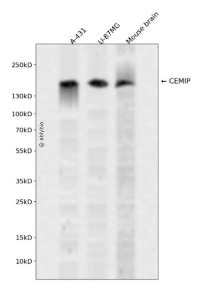 CEMIP Rabbit pAb