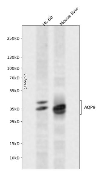 AQP9 Rabbit pAb