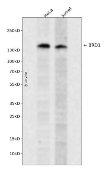 BRD1 Rabbit pAb