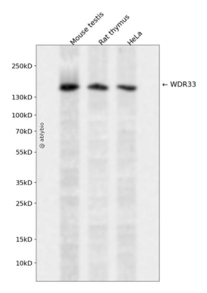 WDR33 Rabbit pAb