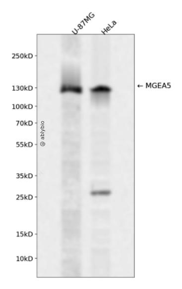 MGEA5 Rabbit pAb