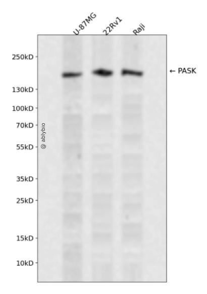PASK Rabbit pAb