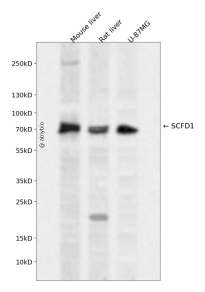 SCFD1 Rabbit pAb