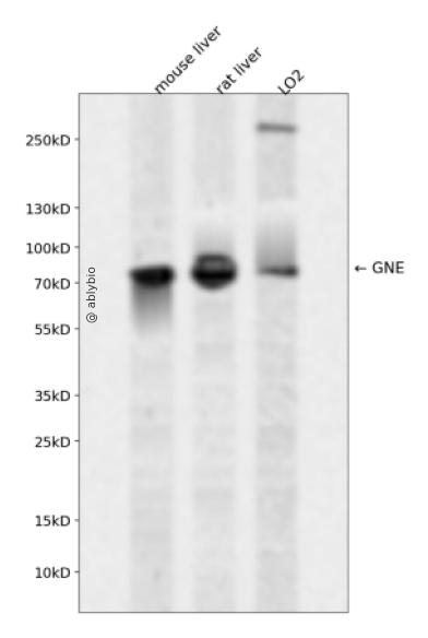 GNE Rabbit pAb