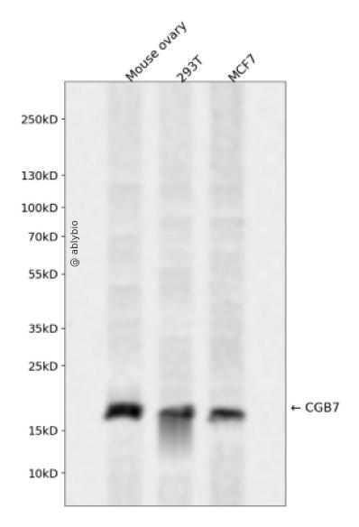 CGB7 Rabbit pAb