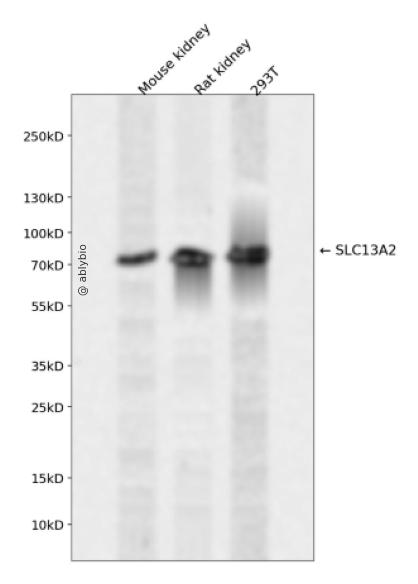 SLC13A2 Rabbit pAb