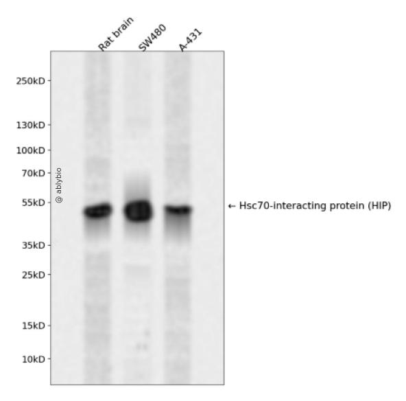 Hsc70-interacting protein (HIP) Rabbit pAb
