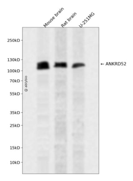ANKRD52 Rabbit pAb