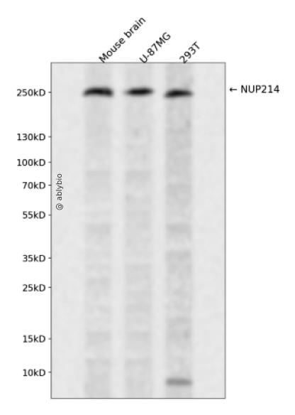 NUP214 Rabbit pAb