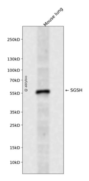 SGSH Rabbit pAb