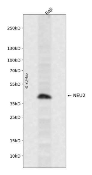NEU2 Rabbit pAb