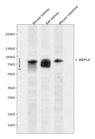 MEP1A Rabbit pAb