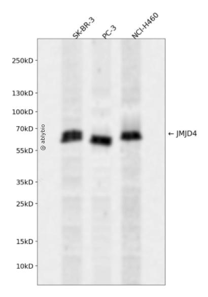 JMJD4 Rabbit pAb