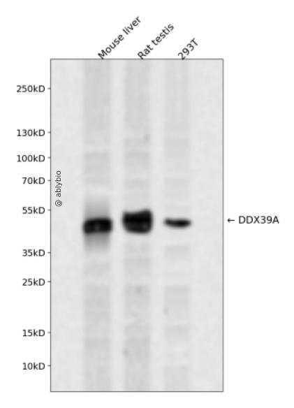 DDX39A Rabbit pAb