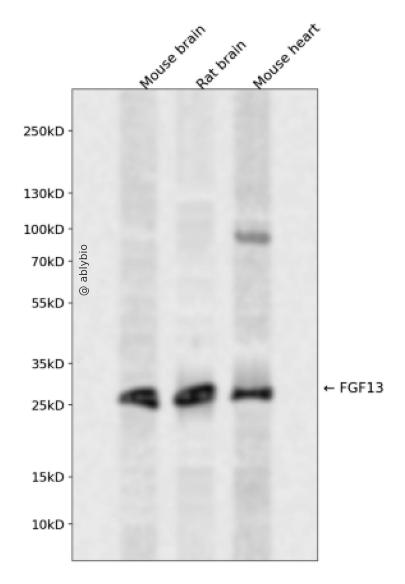 FGF13 Rabbit pAb