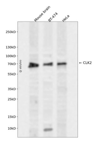 CLK2 Rabbit pAb