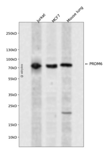 PRDM6 Rabbit pAb
