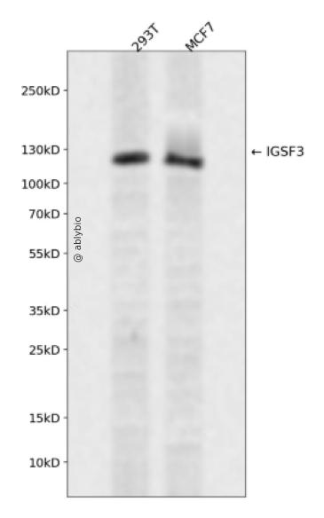 IGSF3 Rabbit pAb