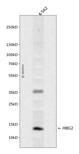HBG2 Rabbit pAb
