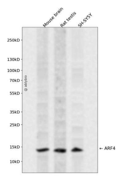 ARF4 Rabbit pAb