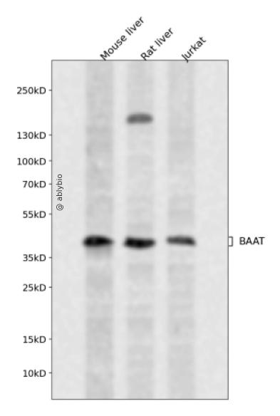 BAAT Rabbit pAb