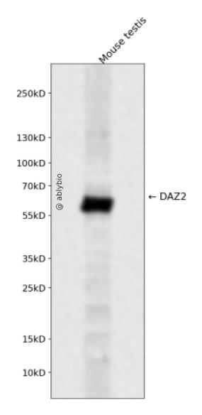 DAZ2 Rabbit pAb
