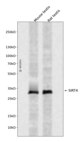 SIRT4 Rabbit pAb