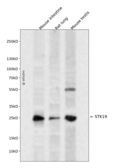STK19 Rabbit pAb
