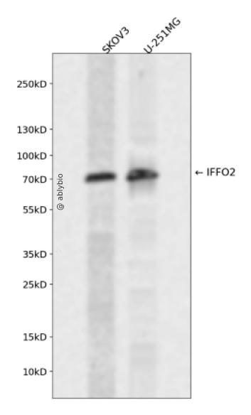 IFFO2 Rabbit pAb