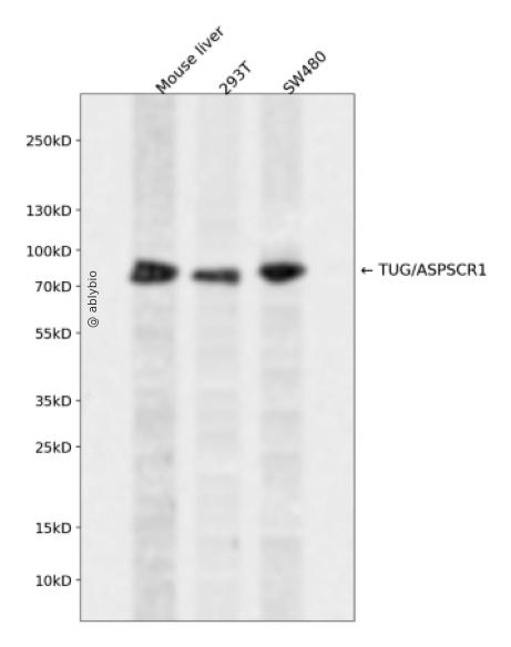 TUG/ASPSCR1 Rabbit pAb