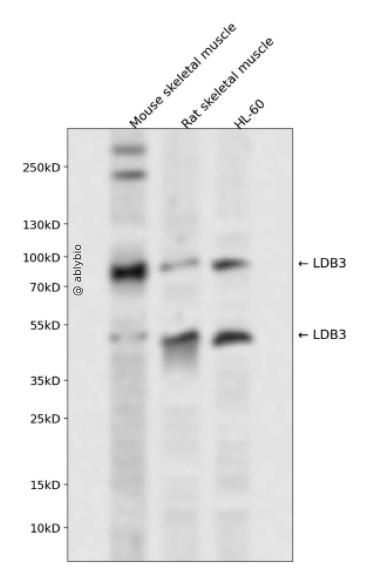 LDB3 Rabbit pAb