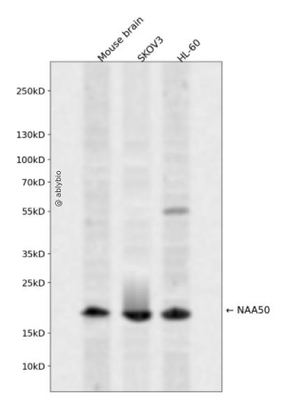 NAA50 Rabbit pAb