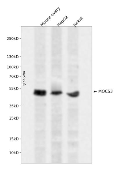 MOCS3 Rabbit pAb