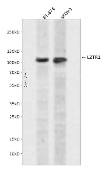 LZTR1 Rabbit pAb