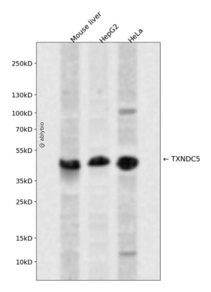 TXNDC5 Rabbit pAb