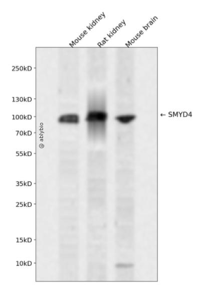 SMYD4 Rabbit pAb