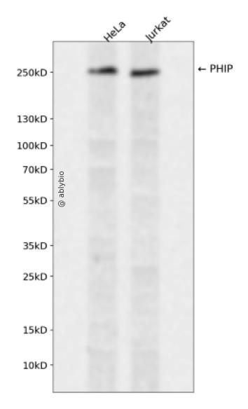 PHIP Rabbit pAb