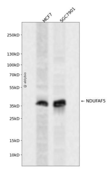 NDUFAF5 Rabbit pAb