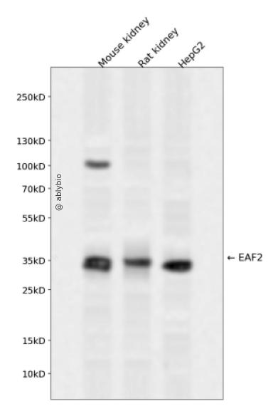 EAF2 Rabbit pAb