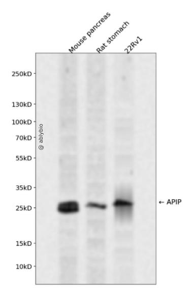 APIP Rabbit pAb