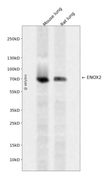 ENOX2 Rabbit pAb