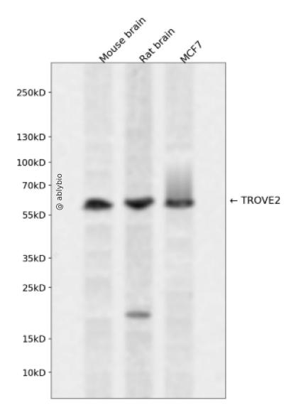 TROVE2 Rabbit pAb