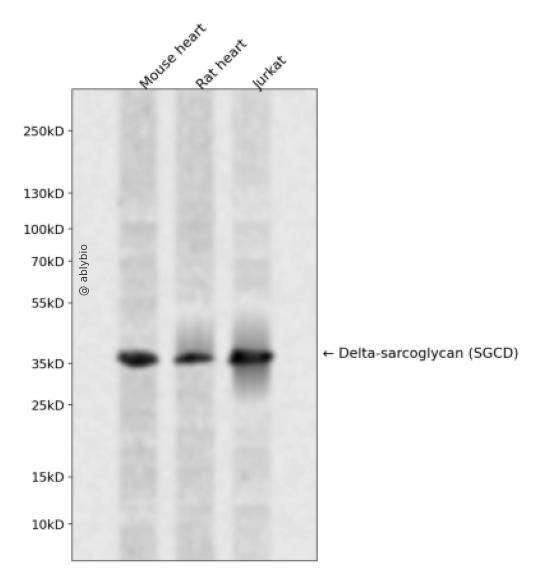 Delta-sarcoglycan (SGCD) Rabbit pAb