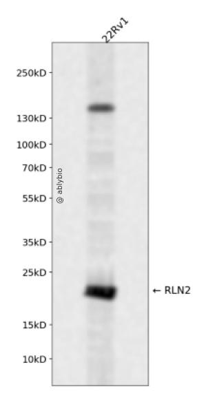 RLN2 Rabbit pAb