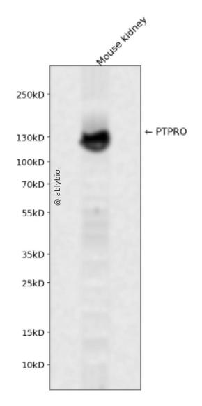 PTPRO Rabbit pAb