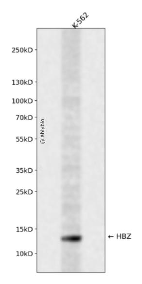 HBZ Rabbit pAb