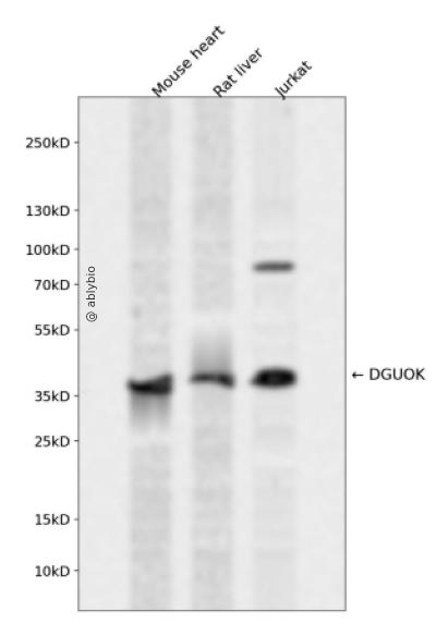 DGUOK Rabbit pAb