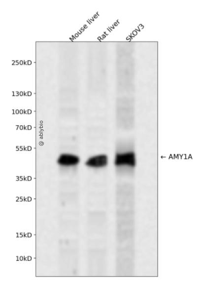 AMY1A Rabbit pAb
